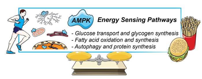 energysensing-pathways